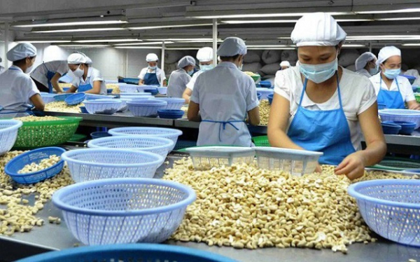 100 container hạt điều đều đã được trả lại quyền sở hữu cho các doanh nghiệp Việt Nam -0
