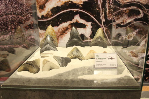 Lần đầu tiên tổ chức triển lãm Hóa thạch tại Festival Huế -0