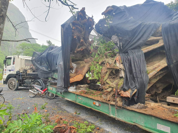 Vụ khai thác, vận chuyển 2 “cây khủng” bị phạt 750 ngàn đồng  -0