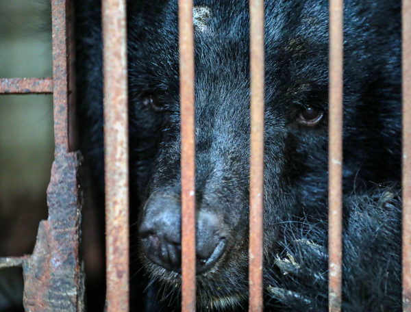 Giải cứu thành công 7 cá thể gấu ở Hà Nội -0