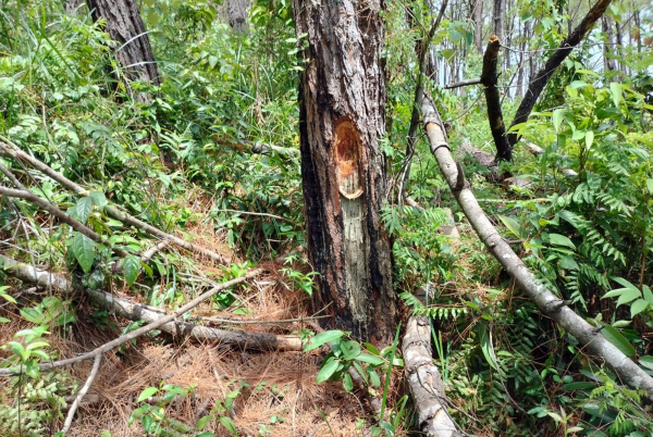 Điều tra nghi vấn 200 cây thông bị “đầu độc” -0