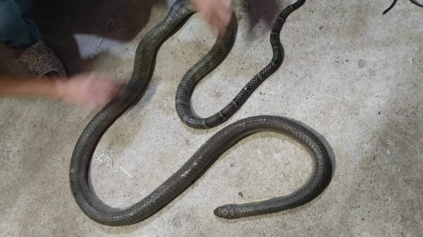 Bị rắn độc cắn tử vong khi dùng tay bắt rắn -0