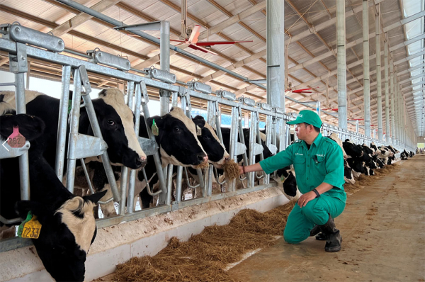 Vinamilk nhập 1.000 con bò sữa HF từ Mỹ về tổ hợp trang trại tại Lào -0