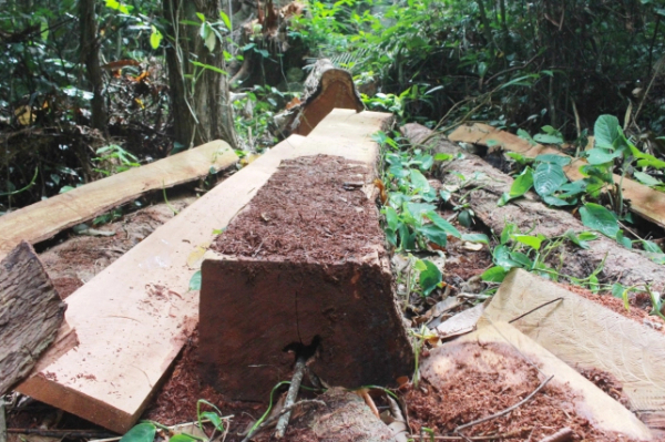Để mất rừng Trạm trưởng bảo vệ rừng bị đình chỉ công tác -0