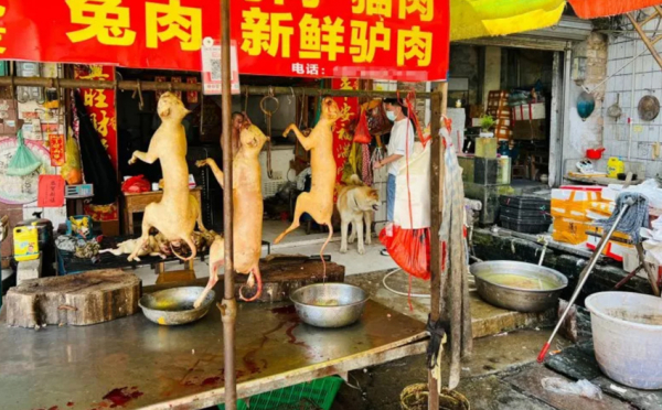 Tranh cãi quanh lễ hội thịt chó ở Quảng Tây , Trung Quốc -0