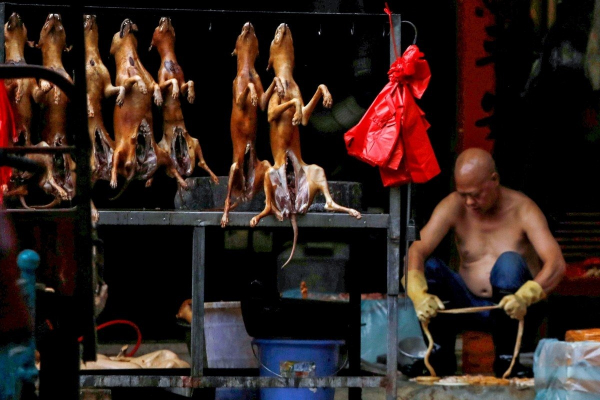 Tranh cãi quanh lễ hội thịt chó ở Quảng Tây , Trung Quốc -1