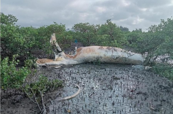 Phát hiện xác cá voi nặng đến chục tấn dạt vào rừng ngập mặn -0