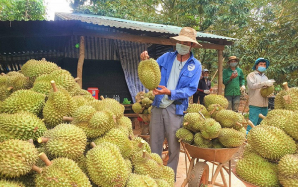 Nhiều dư địa cho xuất khẩu trái sầu riêng Việt Nam -0