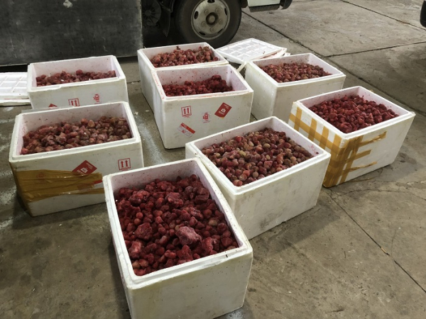 Bắt 310kg dâu tây “lạ” tuồn vào Đà Lạt -0