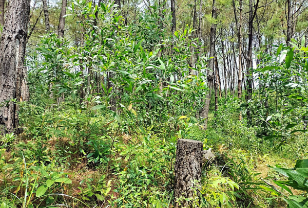 Khoanh vùng đối tượng nghi vấn liên quan vụ hủy hoại rừng thông tại Quảng Nam -0