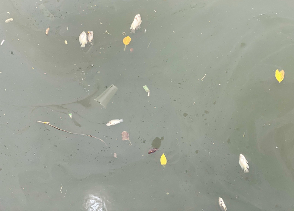Cá chết hàng loạt tại hồ sinh thái Bàu Sen bốc mùi hôi thối -0