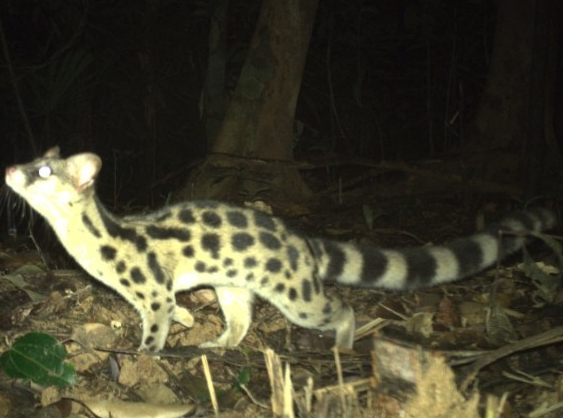 Đặt bẫy ảnh để xác minh hổ xuất hiện ở Vườn quốc gia Phong Nha-Kẻ Bàng -0