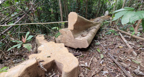 Nhiều hécta rừng ở Đakrông bị chặt phá -0