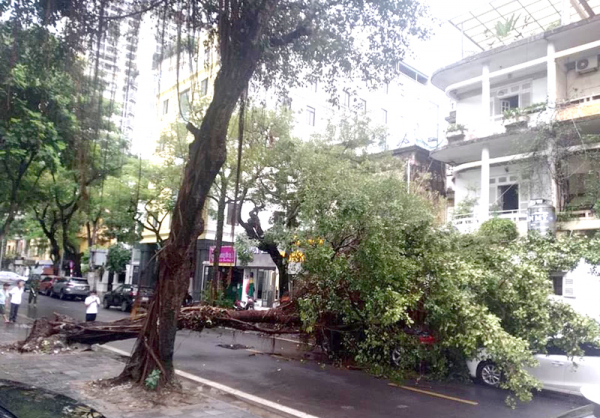 Cây si đè bẹp ô tô Camry đỗ trên phố Hàng Chuối sau cơn mưa lớn -0