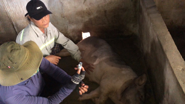 Quảng Ngãi: Lợn lăn ra chết sau khi tiêm vaccine dịch tả lợn Châu Phi -0