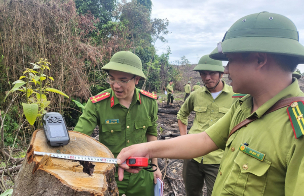 Tạm đình chỉ công tác Trưởng phòng Quản lý bảo vệ rừng Kẻ Gỗ thuê người chặt phá rừng -0