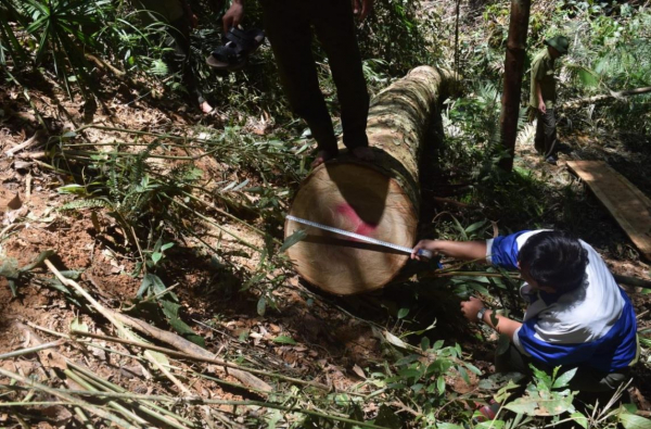 Khởi tố vụ khai thác gỗ trái phép trong rừng đặc dụng -1