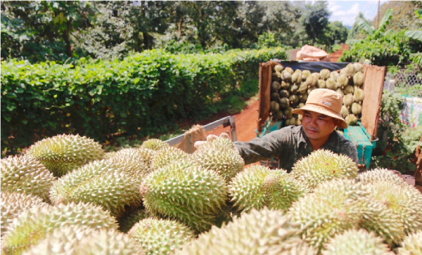 Dak Lak’s specialty durian ready to be expected on official channel -0