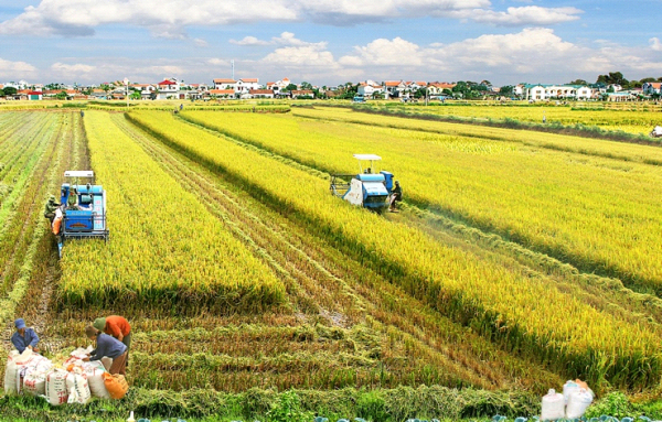 Khoảng trống mênh mông giữa nhà khoa học, chuyên gia với người nông dân -0