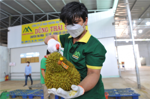 Xuất khẩu lô hàng sầu riêng chính ngạch đầu tiên sang Trung Quốc -0