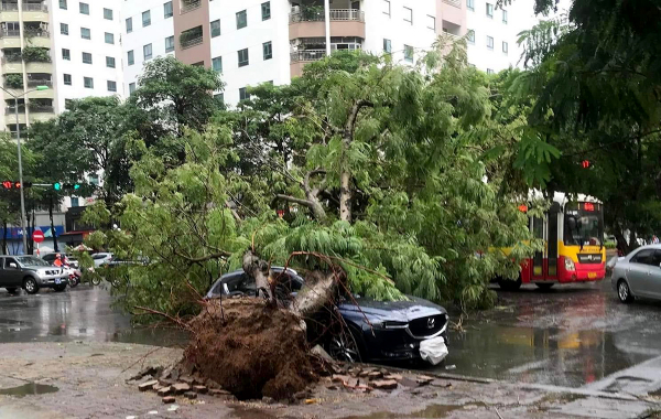 Nhiều xe ô tô bị cây cổ đè trúng trong mưa lớn  -0