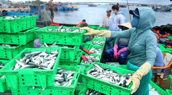 Ngư dân Quảng Trị trúng đậm nhiều loại hải sản -0