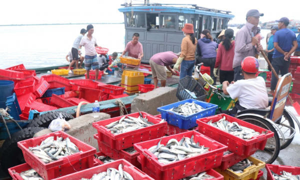 Ngư dân Quảng Trị trúng đậm nhiều loại hải sản -1