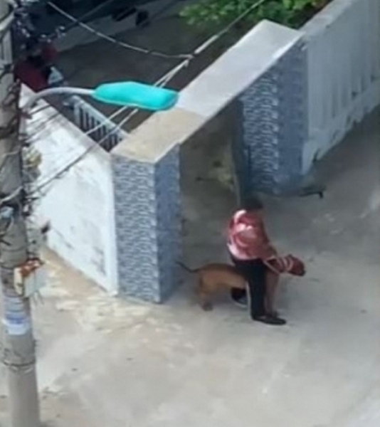 Đà Nẵng: Bắt giam người đàn ông thả chó Pit bull cắn trọng thương hàng xóm -0