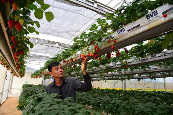Đồng loạt kiểm tra cơ sở sản xuất, kinh doanh nông sản ở Lâm Đồng -0