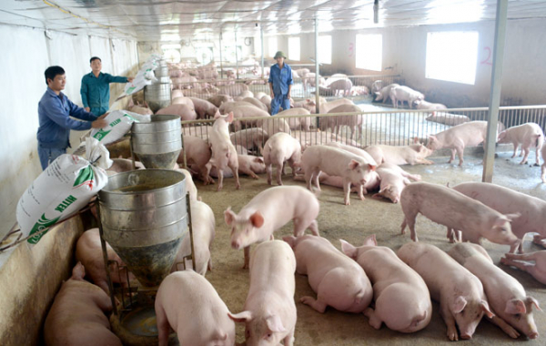 Giá lợn hơi đã giảm khoảng 10.000 đồng/kg -0