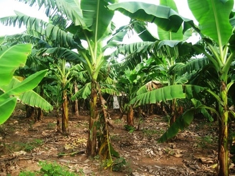cụ ba 95 tuoi.jpeg -0