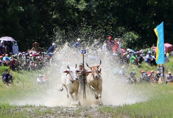 Exciting ox racing festival of Khmer people in An Giang Province -5