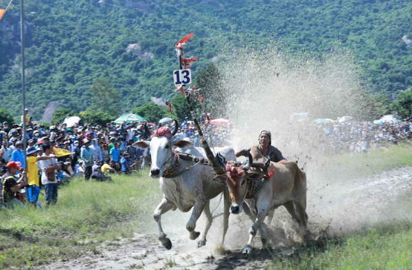 Exciting ox racing festival of Khmer people in An Giang Province -6