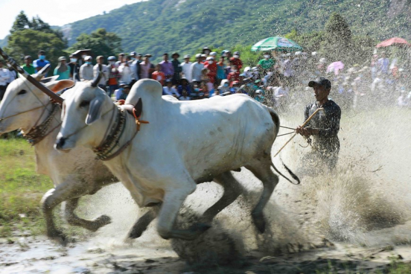 Exciting ox racing festival of Khmer people in An Giang Province -7