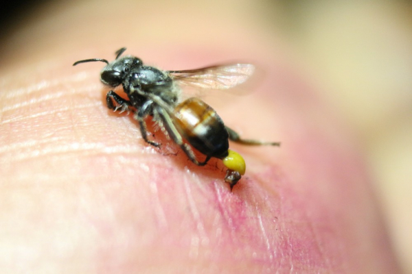 Bị ong đốt, 1 nam bệnh nhân ở Hà Nội bị tử vong -0