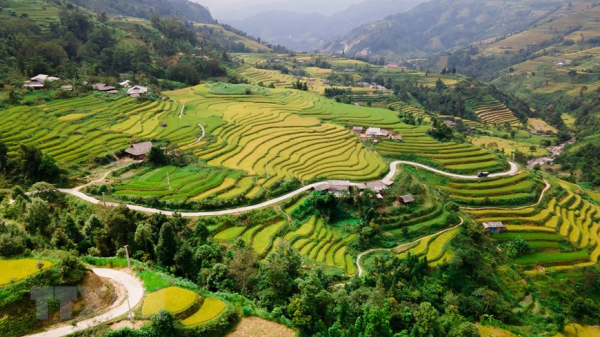 A glimpse of Ha Giang during golden rice season -0