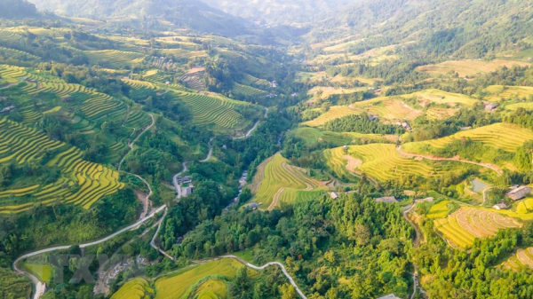 A glimpse of Ha Giang during golden rice season -1