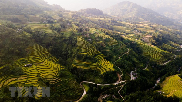 A glimpse of Ha Giang during golden rice season -3
