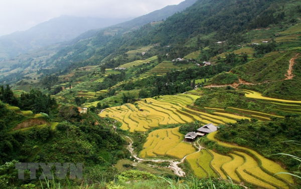 A glimpse of Ha Giang during golden rice season -4