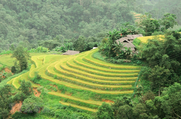 A glimpse of Ha Giang during golden rice season -5