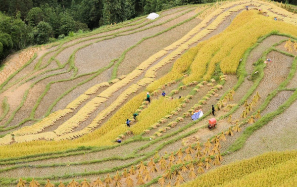 A glimpse of Ha Giang during golden rice season -6