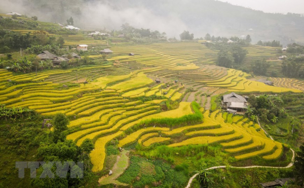 A glimpse of Ha Giang during golden rice season -8