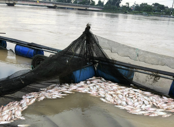Vận động dân chôn lấp nhiều tấn cá chết để đảm bảo môi trường sau lũ -0