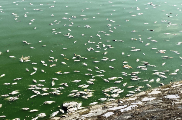 Nghi nước mặn xâm thực, cá chết nổi trắng mặt hồ lớn nhất Hải Phòng -0