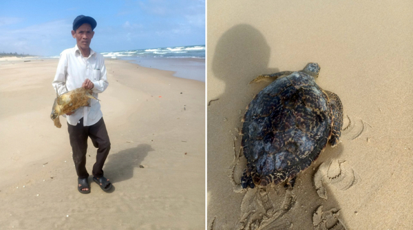 Thả cá thể rùa biển quý hiếm nặng 10kg về tự nhiên -0