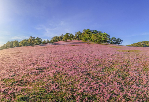 Special horse racing to take place in Da Lat  -0