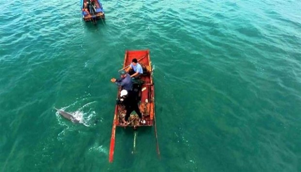 Quang Ninh: Stranded dolphin rescued in Co To -0