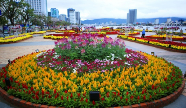 Vực dậy sau trận mưa ngập lịch sử, nhà vườn Đà Nẵng tất bật chuẩn bị hoa Tết -0