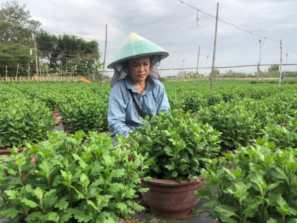 Vực dậy sau trận mưa ngập lịch sử, nhà vườn Đà Nẵng tất bật chuẩn bị hoa Tết -1