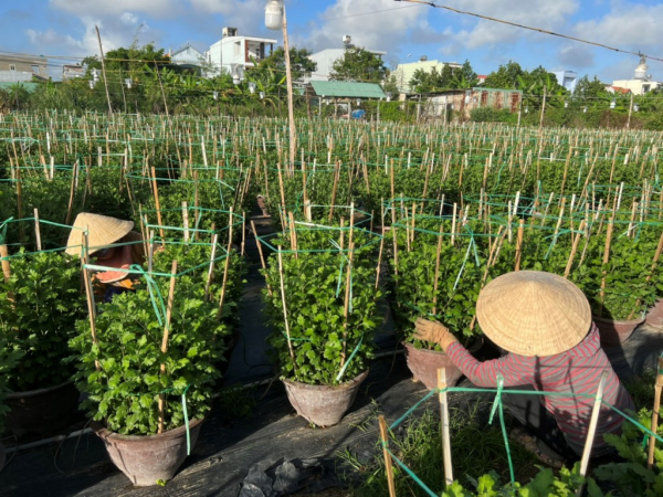 Vực dậy sau trận mưa ngập lịch sử, nhà vườn Đà Nẵng tất bật chuẩn bị hoa Tết -3